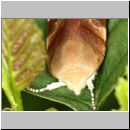 Noctua fimbriata - Bunte Bandeule - Niedringhaussee-TUEP 01c.jpg